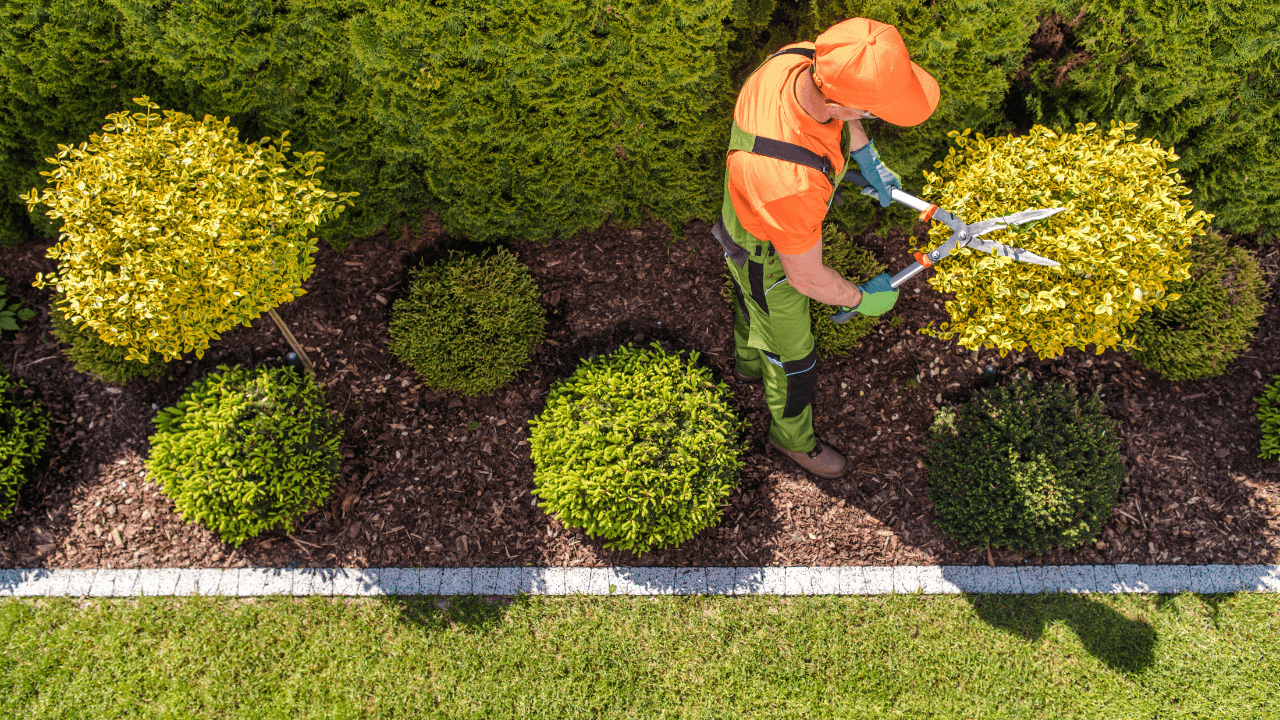 Landscaper trimming a bush shot from above